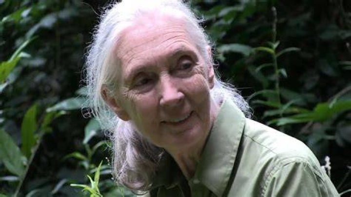 Jane Goodall