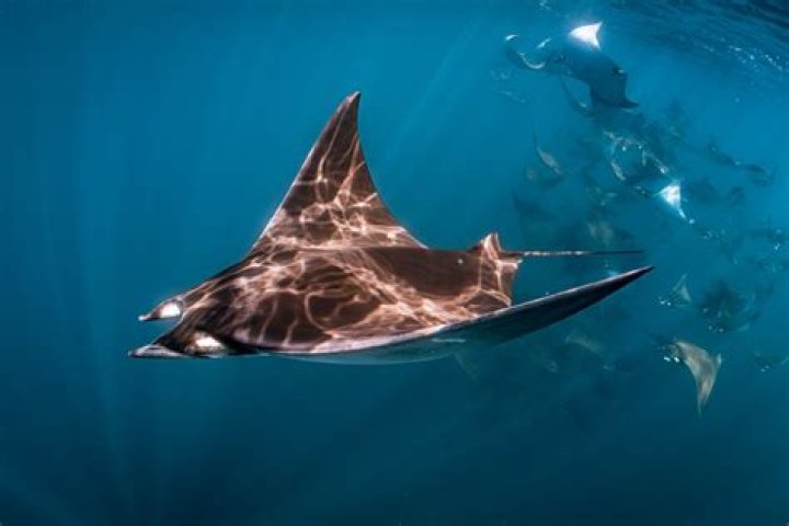 What are Devil Rays?