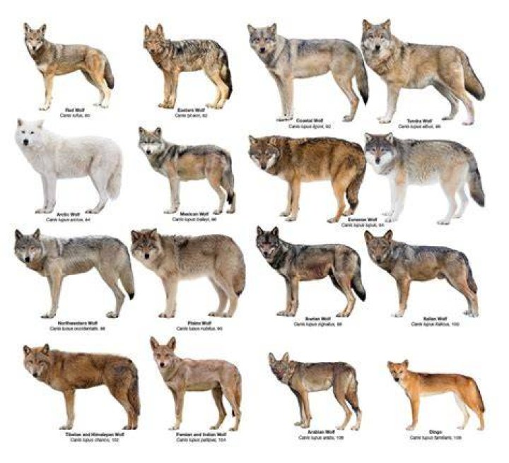 What does the Wolf in Into the Woods represent?