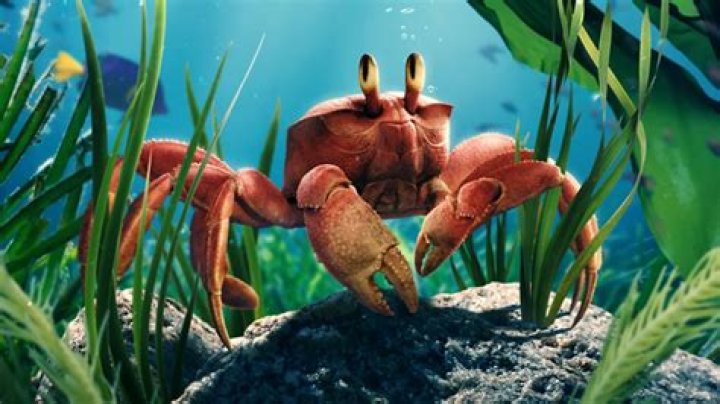 Why does Sebastian the crab look like a lobster?